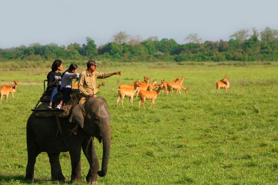 Elephant Safari Kaziranga